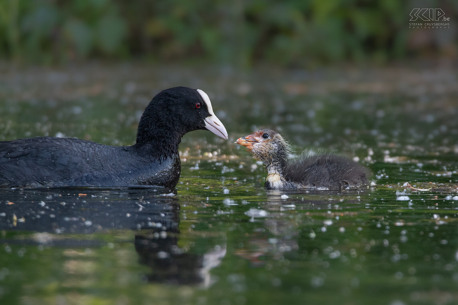 Water birds - Coot with chick Eurasian coot / Fulica atra Stefan Cruysberghs